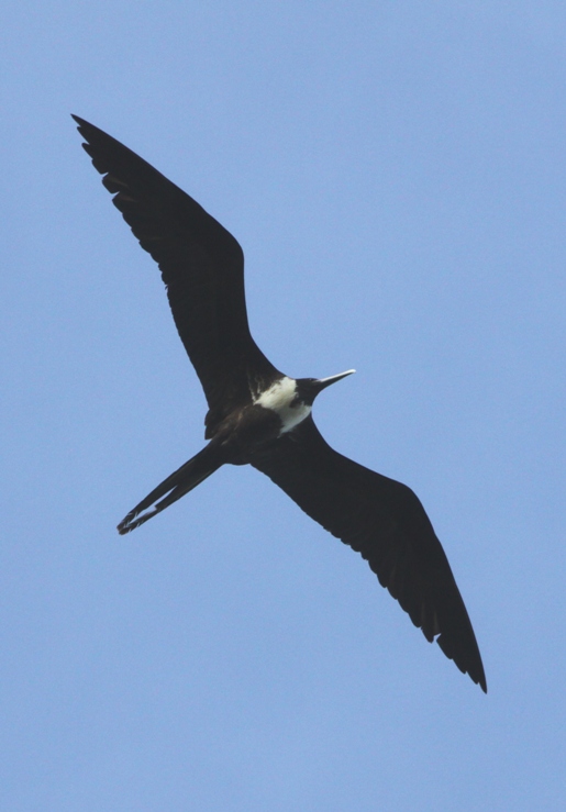 galapagos